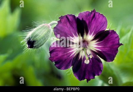 Géranium sanguin sombre / deuil veuf ou veuve noire (Geranium phaeum) en fleurs au printemps Banque D'Images