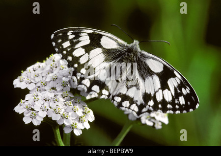 Blanc marbré (Melanargia galathea) sur l'achillée, France Banque D'Images