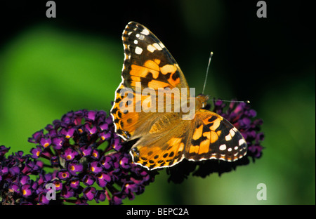La belle dame (Vanessa cardui) sur l'arbre aux papillons, Belgique Banque D'Images