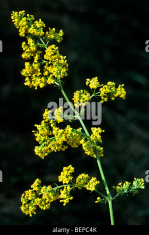 Lady's Le gaillet gratteron (Galium jaune / verum) en fleurs Banque D'Images