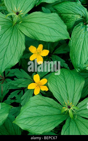 Anémone jaune / jaune / anémone des bois anémone renoncule (Anemone ranunculoides) en fleur entre herb paris (Paris quadrifolia) Banque D'Images