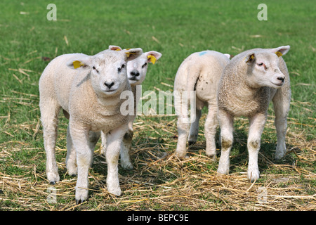 Moutons blancs agneaux (Ovis aries) dans les prairies Banque D'Images