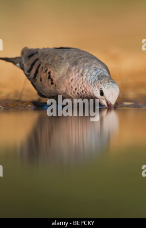 Columbina passerina Common Ground-Dove, adultes, de boire, de Rio Grande Valley, California, USA Banque D'Images