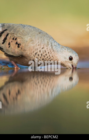 Columbina passerina Common Ground-Dove, adultes, de boire, de Rio Grande Valley, California, USA Banque D'Images