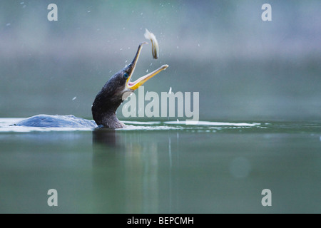 Cormoran à aigrettes (Phalacrocorax auritus), des profils avec des poissons proies, Rio Grande Valley, Texas, États-Unis Banque D'Images