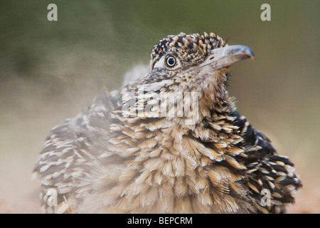 Une plus grande (Geococcyx californianus) Roadrunner,poussière adultes baignade, Comté de Starr, Rio Grande Valley, Texas, États-Unis Banque D'Images