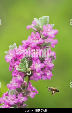 Abeille à miel (Apis mellifera), des profils de boire de la Texas Sage (Leucophyllum frutescens), Sud du Texas, USA Banque D'Images