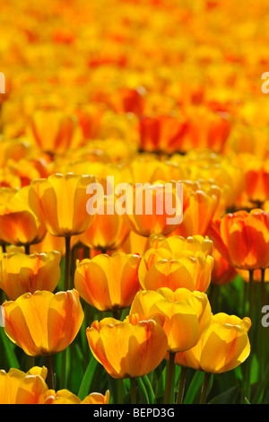 Tulipes Orange (Tulipa sp.) La floraison dans le jardin de fleurs de Keukenhof au printemps près de lisse, en Hollande, aux Pays-Bas Banque D'Images