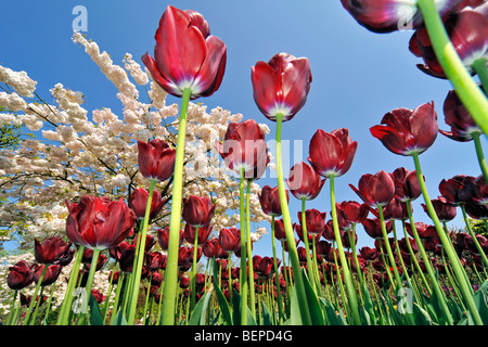 Worm's eye view sur le parterre de fleurs avec des tulipes rouges et de cerisier du Japon (Prunus serrulata) foisonnent dans jardin de fleurs printemps Banque D'Images