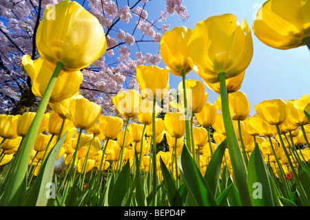 Worm's eye view sur le parterre de tulipes jaunes et de cerisier du Japon (Prunus serrulata) foisonnent dans jardin de fleurs printemps Banque D'Images