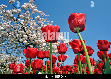 Worm's eye view sur le parterre de fleurs avec des tulipes rouges et de cerisier du Japon (Prunus serrulata) foisonnent dans jardin de fleurs printemps Banque D'Images