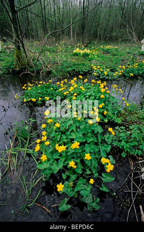 Coupe du Roi / populage des marais (Caltha palustris) dans les marais / swamp Banque D'Images