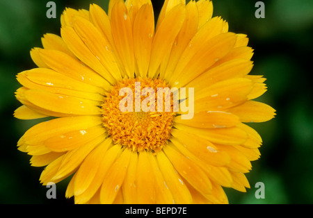 Souci officinal / politique / jardin marigold souci officinal (Calendula officinalis) en fleurs Banque D'Images