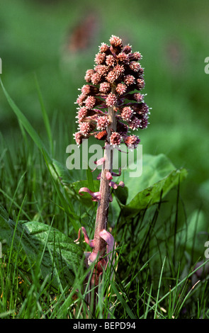 Pétasite commun / bog rhubarbe (Petasites hybridus / Petasites officinalis) en fleurs Banque D'Images