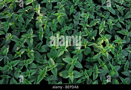 L'ortie commune / ortie (Urtica dioica) Banque D'Images