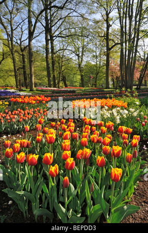 Taches de tulipes colorées (Tulipa sp.) dans le jardin de fleurs Keukenhof de Lisse, près de Hollande, Pays-Bas Banque D'Images
