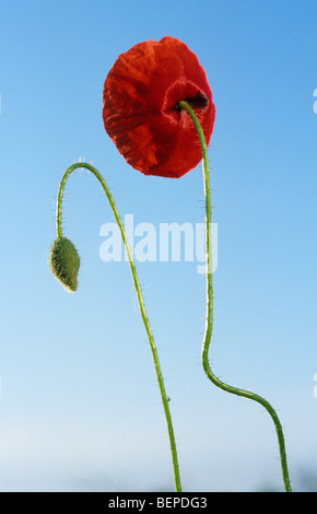 Pavot coquelicot / communes / champ coquelicot (Papaver rhoeas) en fleur et bud Banque D'Images