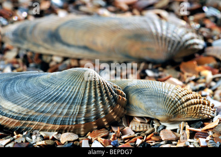 Petricola pholadiformis américain (Pre Piddock) shells on beach Banque D'Images