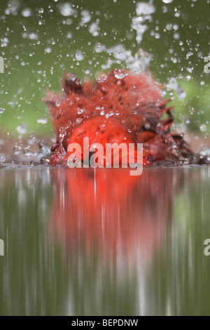 Cardinal rouge (Cardinalis cardinalis),mâle echelle, Rio Grande Valley, Texas, États-Unis Banque D'Images