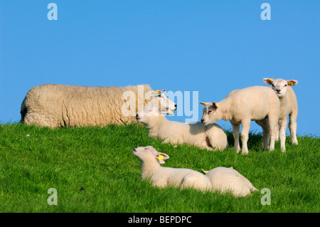 Texel domestique (Ovis aries) brebis avec agneaux se reposant dans un pré, les Pays-Bas Banque D'Images