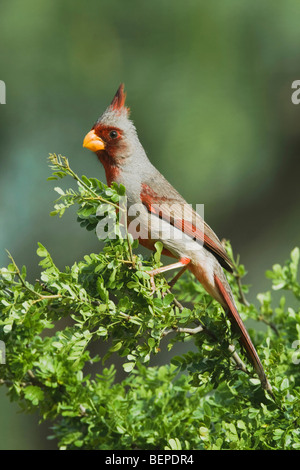 Pyrrhuloxia (Cardinalis sinuatus), homme perché, Rio Grande Valley, Texas, États-Unis Banque D'Images