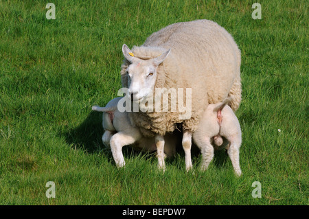 Texel domestique (Ovis aries) agneaux Brebis suckling twin, Pays-Bas Banque D'Images