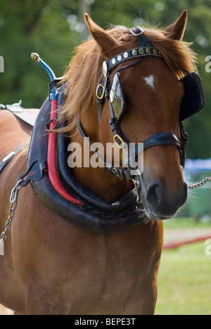 Suffolk Punch Horse montrant des oeillères bride et collier Banque D'Images