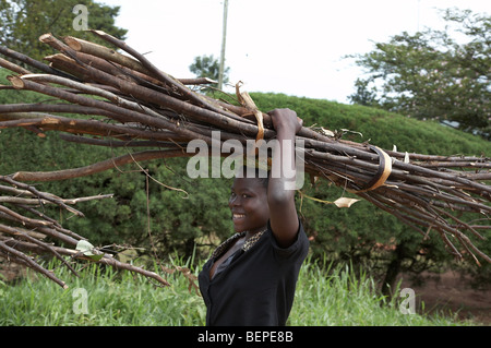 L'Ouganda pour transporter le bois sur la tête, le district de Mukono. PHOTO par SEAN SPRAGUE Banque D'Images