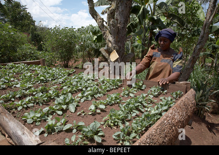 L'Ouganda sur les lopins de terre ferme de Namirembe Yudaya (48), village du district de Kayunga, Kisoga. Tendant ses plants de légumes. Banque D'Images