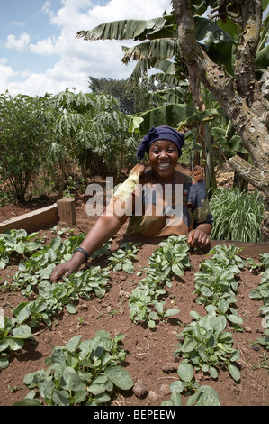 L'Ouganda sur les lopins de terre ferme de Namirembe Yudaya (48), village du district de Kayunga, Kisoga. Tendant ses plants de légumes. Banque D'Images