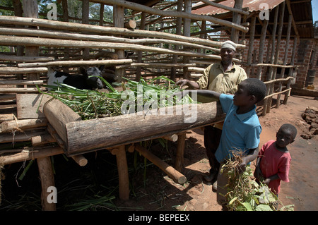 L'Ouganda sur les lopins de terre ferme de Namirembe Yudaya (48), village du district de Kayunga, Kisoga. L'alimentation des chèvres. Banque D'Images