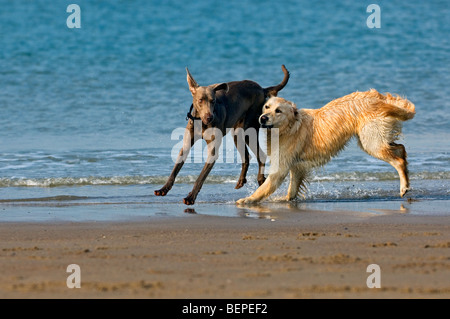 Golden retriever (Canis lupus) en jouant avec d'autres chien sur beach Banque D'Images