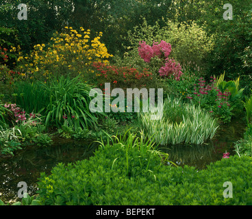 Jardin de campagne de printemps avec primulas, Renouée bistorte, graminées et les azalées poussent sur banque du petit ruisseau Banque D'Images