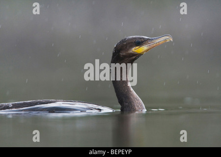 Cormoran à aigrettes (Phalacrocorax auritus), natation adultes, Rio Grande Valley, Texas, États-Unis Banque D'Images