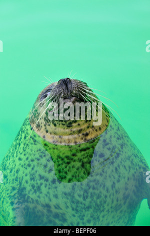 Blind Phoque commun (Phoca vitulina) Nager dans le logement du joint Ecomare, Texel, Pays-Bas Banque D'Images