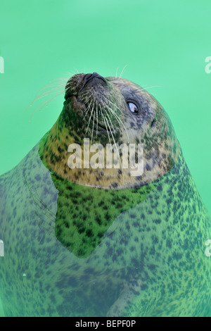 Blind Phoque commun (Phoca vitulina) Nager dans le logement du joint Ecomare, Texel, Pays-Bas Banque D'Images