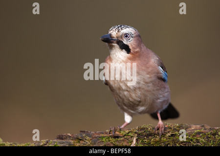 Eurasian jay (Garrulus glandarius) perché sur le tronc couvert de mousse Banque D'Images