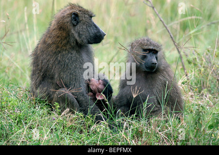 Le babouin Olive / babouins (Papio Anubis Anubis) famille avec bébé allaité, Parc national du lac Nakuru, Kenya, Afrique de l'Est Banque D'Images