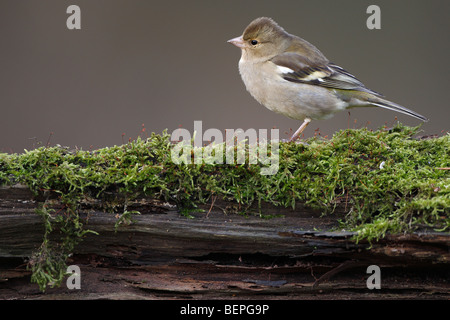 (Fringilla coelebs Chaffinch femelle) Banque D'Images