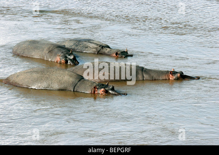 Hippopotame (Hippopotamus amphibius) troupeau reposant dans l'eau de la rivière Mara, Masai Mara National Reserve, Kenya, Afrique de l'Est Banque D'Images