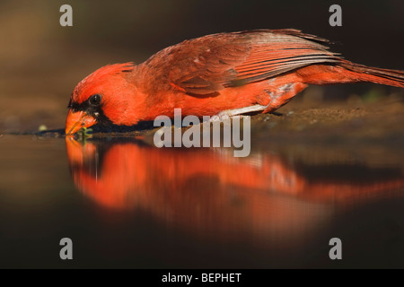 Cardinal rouge (Cardinalis cardinalis),mâle de boire, Rio Grande Valley, California, USA Banque D'Images