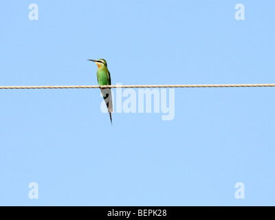 Israël, Olive, Guêpier (Merops superciliosus) sur un fil Banque D'Images