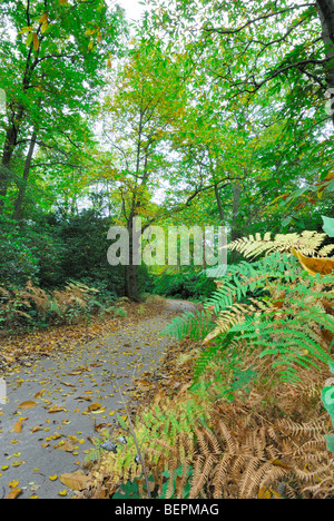 Chemin de campagne britannique d'automne Banque D'Images