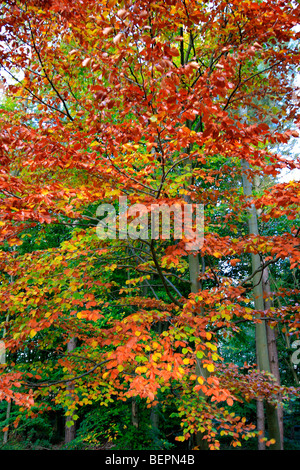 Automne feuilles de Hêtre Fagus sylvatica English Woodland Sherwood Forest comté Nottinghamshire England UK Banque D'Images