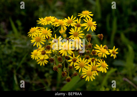 Jaune & vert Banque D'Images