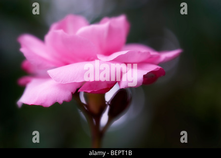 Laurier Rose, fleur rose, fleurs, close-up, Close up, rose, macro, focus Banque D'Images