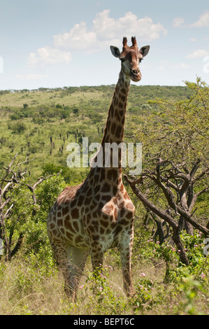 Girafe Tala Game Reserve près de Durban, Afrique du Sud Banque D'Images