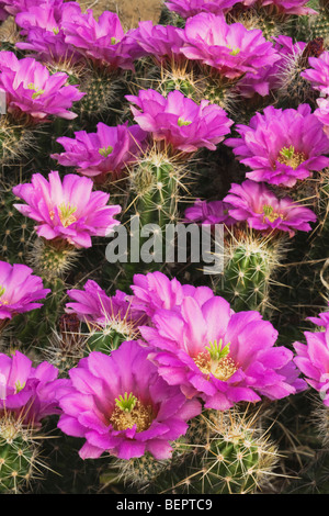 Strawberry Cactus Hérisson (Echinocereus enneacanthus),fleurs, vallée du Rio Grande du Sud, Texas, États-Unis Banque D'Images