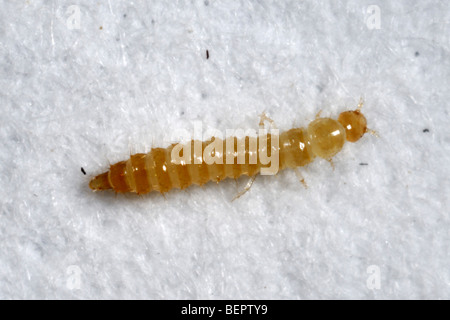 Les staphylins (Dalotia coraria) larve prédateur des ravageurs en serre Banque D'Images