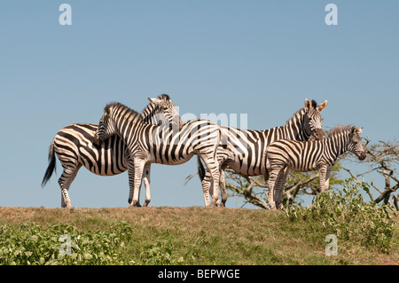 Les zèbres se rassembler à Tala Game Reserve près de Durban, Afrique du Sud Banque D'Images